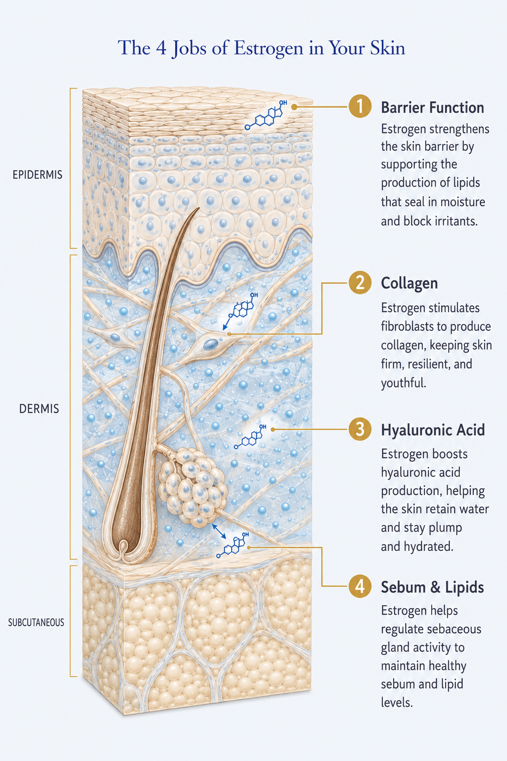 The four jobs of estrogen in your skin: barrier function, collagen, hyaluronic acid, sebum and lipids